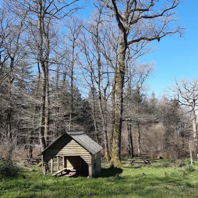 A Day Hike in Mervent Forest (Vendée) - Exploring Mervent Forest: A Practical Guide
