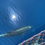 A Day's 3-Island Cruise Tour with Transfer - Who Should Consider This Tour?