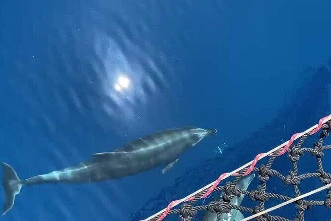 A Day's 3-Island Cruise Tour with Transfer - Who Should Consider This Tour?