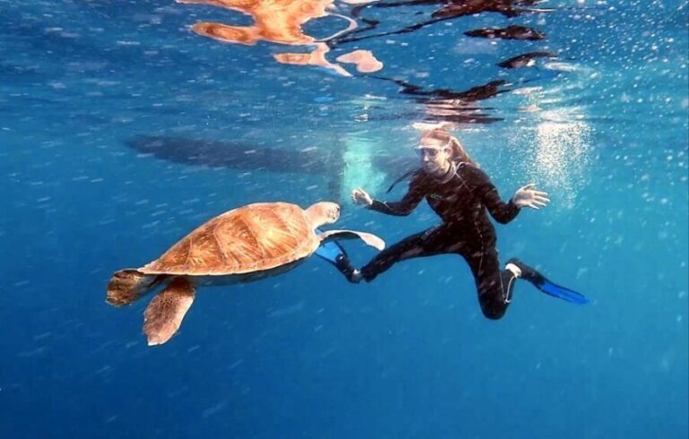 Abades: Tenerife Turtles and Rays Snorkeling Trip - Why This Tour Stands Out