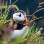 Aberdeen: Bullers of Buchan Puffin Watching Tour - Final Thoughts