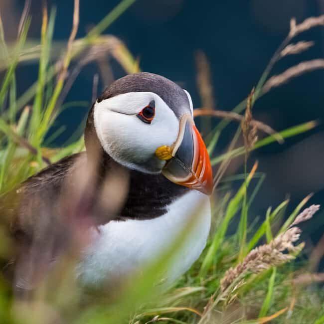 Aberdeen: Bullers of Buchan Puffin Watching Tour - Final Thoughts