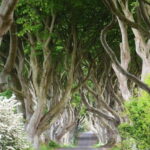 Afternoon Giants Causeway Half Day Tour from Belfast - What Sets This Tour Apart