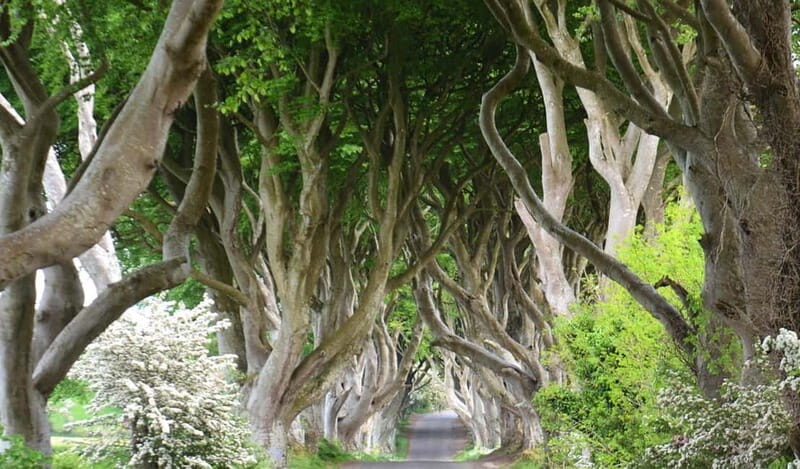 Afternoon Giants Causeway Half Day Tour from Belfast - What Sets This Tour Apart