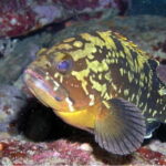 Agia Pelagia: Introduction to Scuba Diving (2 Dives) - The Itinerary Unpacked