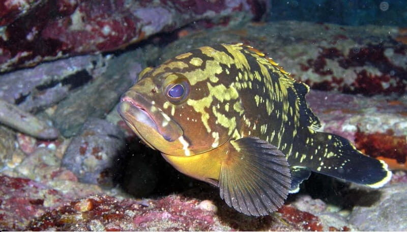 Agia Pelagia: Introduction to Scuba Diving (2 Dives) - The Itinerary Unpacked