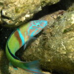 Agia Pelagia: Introduction to Scuba Diving Experience - The Itinerary Breakdown