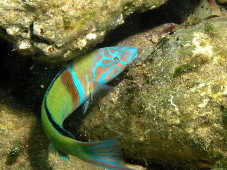 Agia Pelagia: Introduction to Scuba Diving Experience - The Itinerary Breakdown