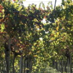 Agrigento: Vineyards and Wine Tasting Experience - Who Should Consider This Experience?