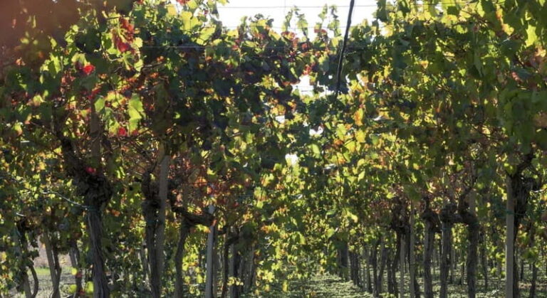 Agrigento: Vineyards and Wine Tasting Experience - Who Should Consider This Experience?