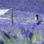 Aix-en-Provence: Lavender Fields Visit - Who Is This Tour Best For?