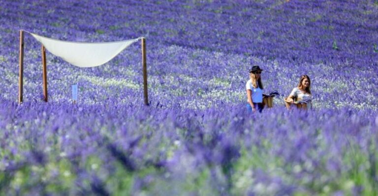 Aix-en-Provence: Lavender Fields Visit - Who Is This Tour Best For?