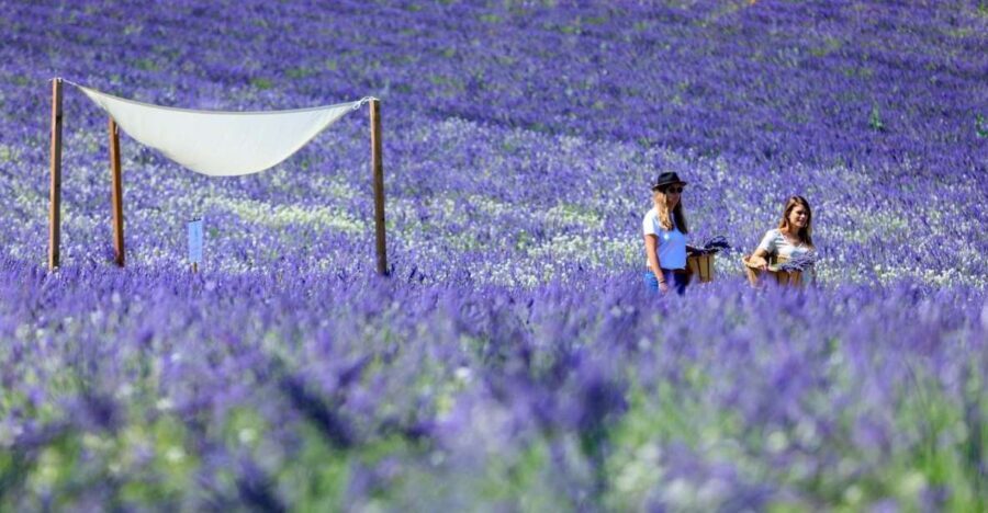 Aix-en-Provence: Lavender Fields Visit - Who Is This Tour Best For?