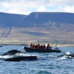 Akureyri: 2-Hour Whale Watching Express by RIB Speedboat - Practical Details & What to Know Before You Go