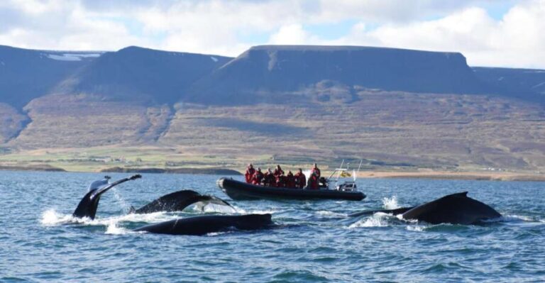Akureyri: 2-Hour Whale Watching Express by RIB Speedboat - Practical Details & What to Know Before You Go