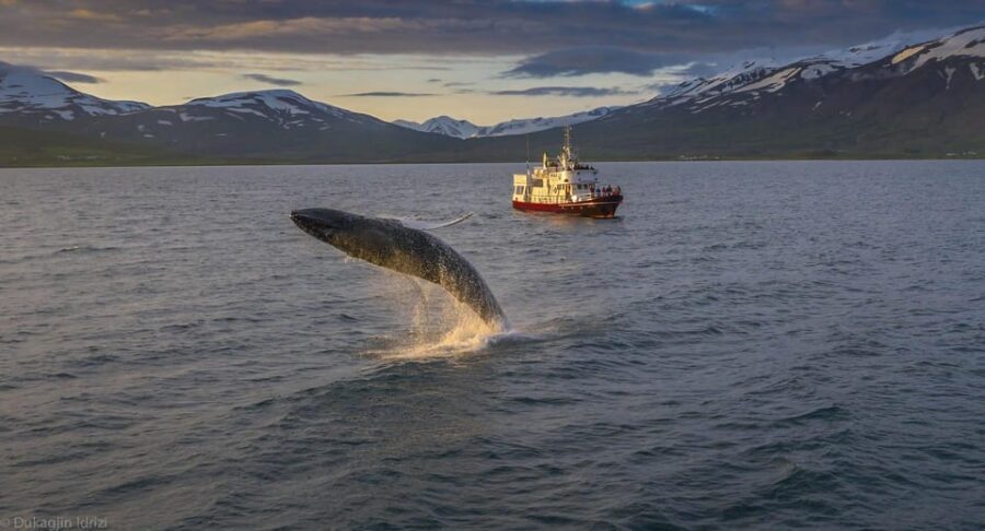 Akureyri: 3-Hour Classic Whale Watching Tour by Ship - What to Expect on the Whale Watching Tour