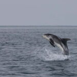 Akureyri: Whale Watching Shore Excursions - Who This Tour Is Perfect For
