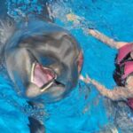 Alanya: Dolphin and Seal Show Ticket with Hotel Transfers - What to Expect at the Show