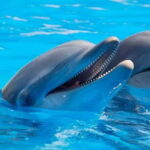 Alanya: Sealanya Dolphinpark Dolphin Show Tour - What Reviewers Found Most Impressive