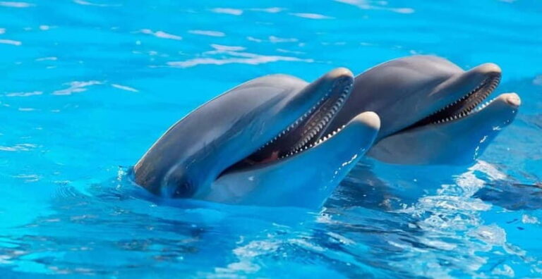 Alanya: Sealanya Dolphinpark Dolphin Show Tour - What Reviewers Found Most Impressive