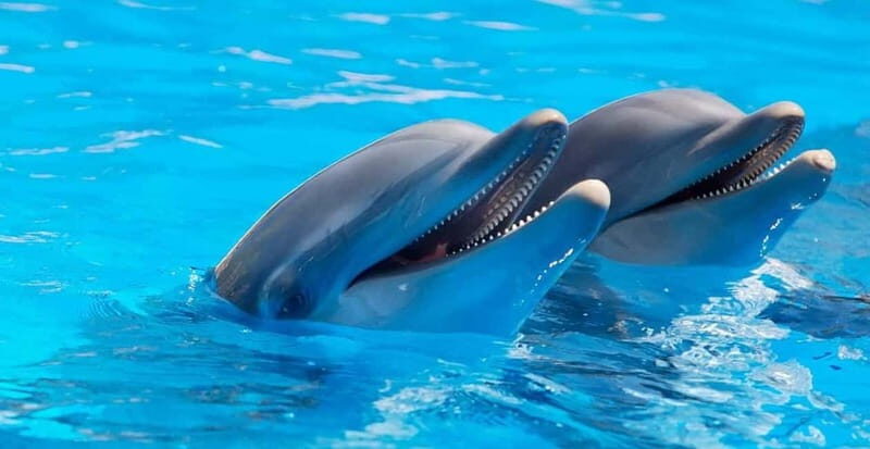 Alanya: Sealanya Dolphinpark Dolphin Show Tour - What Reviewers Found Most Impressive
