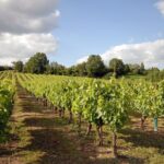 Albi, Cordes and Gaillac Day Tour from Toulouse - Why This Tour Is a Great Choice