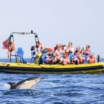 Albufeira: Benagil Caves & Dolphin Watching Speed Boat Tour - The Value of This Tour