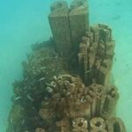 Albufeira: Double Ocean Dive for Certified Divers - What You Can Expect Underwater