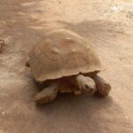 Albufeira Safari with entrance in Krazy World & Bone Chapel - Authentic Experiences and Practical Details