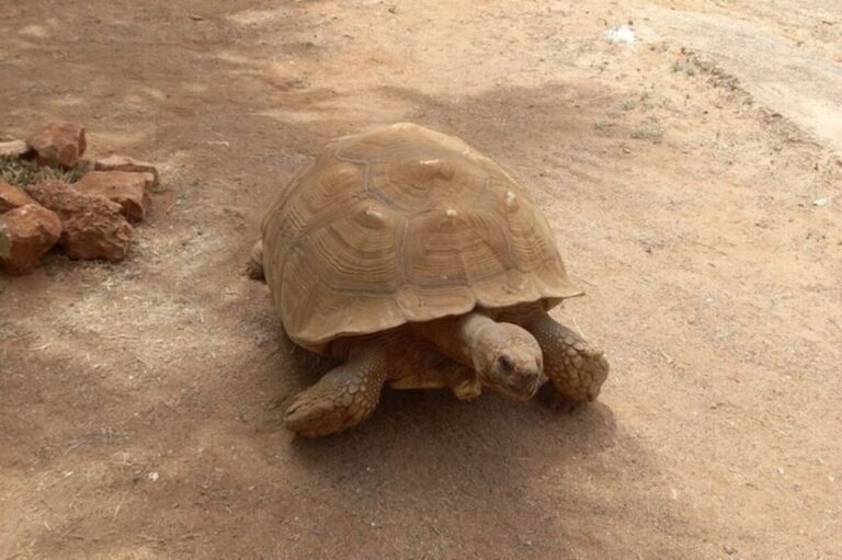 Albufeira Safari with entrance in Krazy World & Bone Chapel - Authentic Experiences and Practical Details