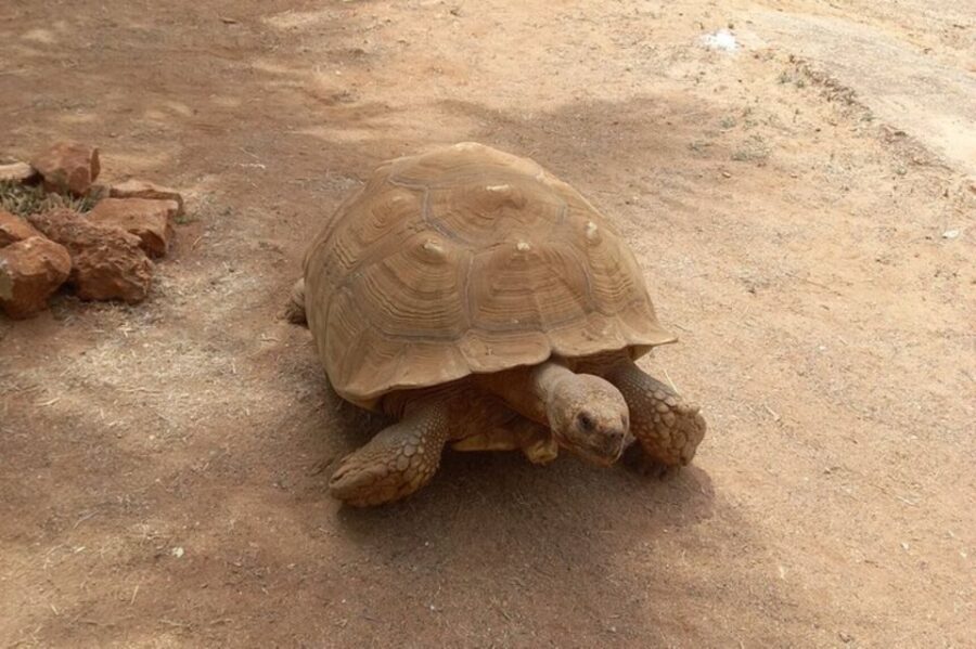 Albufeira Safari with entrance in Krazy World & Bone Chapel - Authentic Experiences and Practical Details