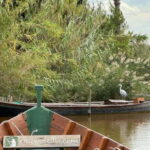 Albufera de Valencia: Guided boat ride through the Albufera - Highlights of the Experience