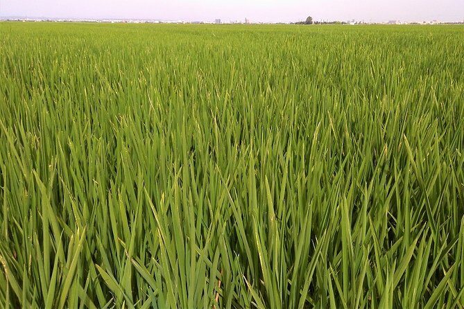 Albufera: Lake, Paella and Birdwatching - Why This Tour Offers Great Value