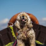 Albufera: Sunset and visit to the barraca - The Experience & Its Value