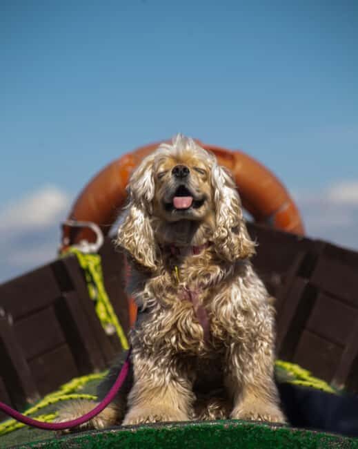 Albufera: Sunset and visit to the barraca - The Experience & Its Value