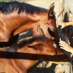 Alcamo Farm Animals and Aromatic Garden - What to Expect: A Step-by-Step Breakdown