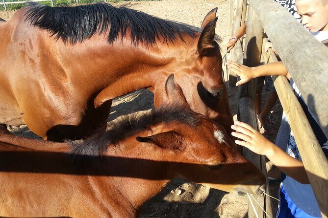 Alcamo Farm Animals and Aromatic Garden - What to Expect: A Step-by-Step Breakdown