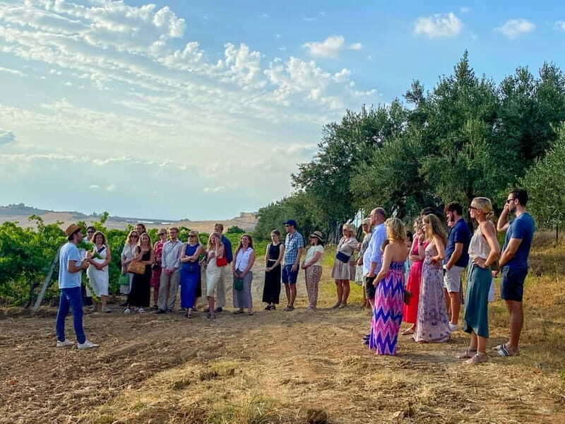 Alcamo: Natural Wine & Olive Oil Tasting - Sicily - Who Will Love This Tour?