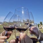 Alcúdia/Can Picafort: Guided Vineyard Visit and Wine Tasting - Authentic Insights from Reviewers