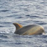 Alcudia: Dolphin Watching at Sunrise with Speedboat - The Sum Up