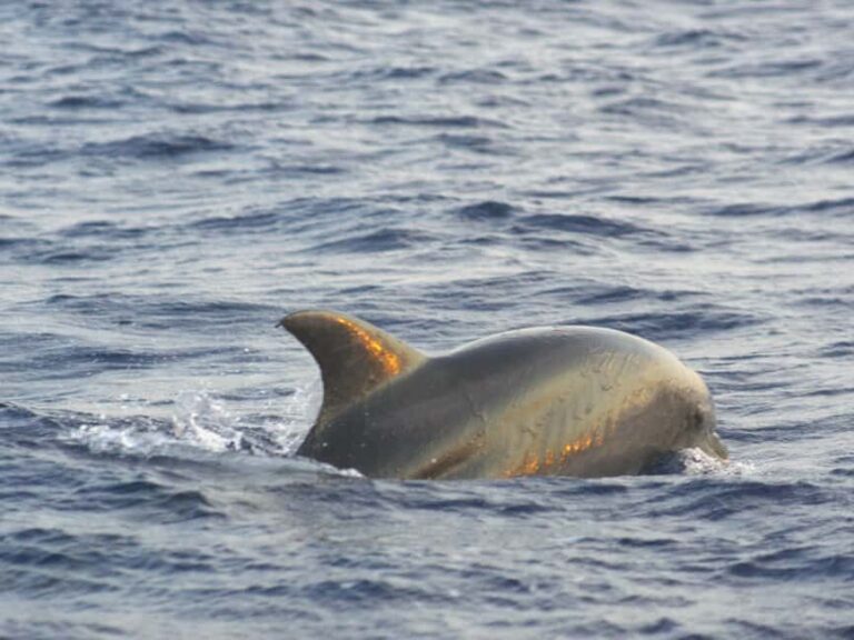Alcudia: Dolphin Watching at Sunrise with Speedboat - The Sum Up