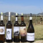 Alcudia Winecellar Tour with Vineyard Visit, Tasting of 5 Wines - Authentic Insights From Reviewers