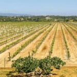 Algarve: Classic Wine Tour & Tasting in Silves - Who should consider this tour?