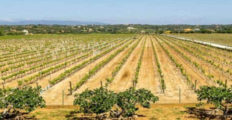 Algarve: Classic Wine Tour & Tasting in Silves - Who should consider this tour?