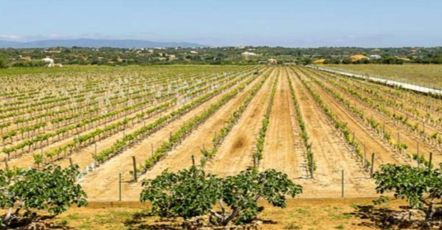 Algarve: Classic Wine Tour & Tasting in Silves - Who should consider this tour?