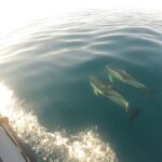 Algarve Dolphin Watching & Marine Life Eco Tour - The Experience: Quality and Value
