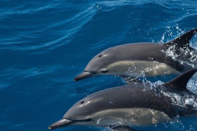Algarve Dolphin Watching & Marine Life Eco Tour - Final Thoughts: Is It Worth It?