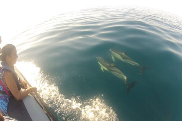 Algarve Dolphin Watching & Marine Life Eco Tour - The Experience: Quality and Value