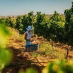 Algarve: Vineyard Tour & Premium Wine Tasting in Silves - The Itinerary in Detail
