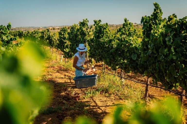 Algarve: Vineyard Tour & Premium Wine Tasting in Silves - The Itinerary in Detail